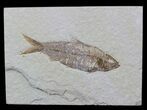 Detailed, Knightia Fossil Fish - Wyoming #57062-1